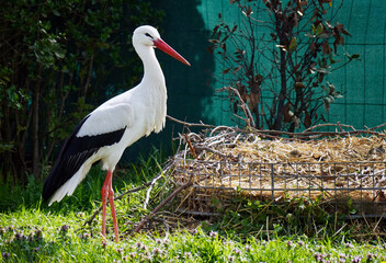 Storch vor seinem Nest