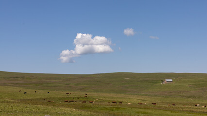 troupeau de vaches et buron, ferme traditionnelle d'été, sur le plateau du Limon, plateau...