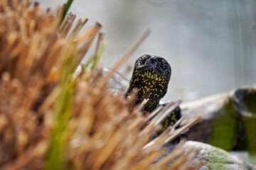 Portrait einer Schildkröte, schaut direkt in die Kamera