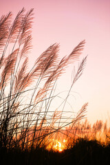 meadow and beautiful sunset background.