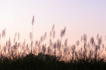 meadow and beautiful sunset background.