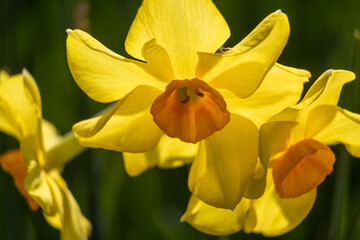 yellow daffodils in spring