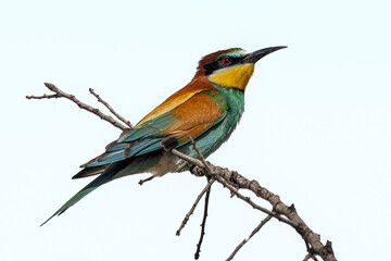 european bee-eater