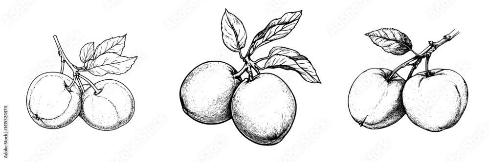 Poster vector illustration of three types of fruit branches with leaves showcasing distinct details in a mi