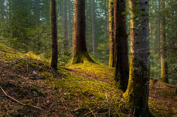Trees illuminated by the sun in the woods on the Austrian Alps near Hallstatt