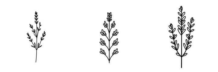 Naklejka premium Vector illustration of three stylized plant designs featuring delicate leaves and stems for nature-inspired projects
