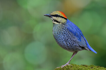 blue bird perching on mossy spot over green background in nature, male blue pitta, hydronis cyaneus