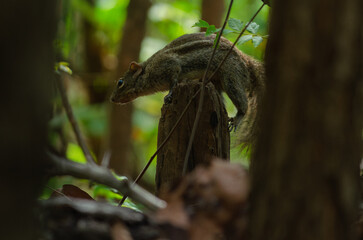 Indochinese ground squirrel, Berdmore's ground squirrel(Menetes berdmorei) jumps on a dry tree stump in a dry dipterocarp forest in northern Thailand.