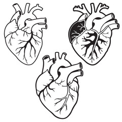 human organ, human heart, men black vector outlines silhouettes	