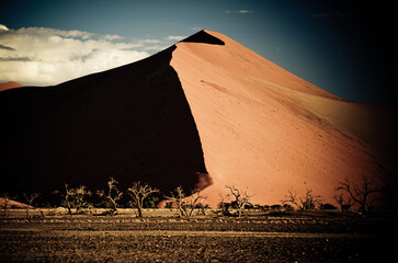 Namibia Sand Dune with Trees
