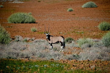 Oryx antelope in the savannah