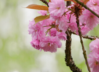 Jetzt sch&ouml;nsten zarten pink Bl&uuml;ten, zur besten Bl&uuml;tezeit der Japanischen Kirsche im Park