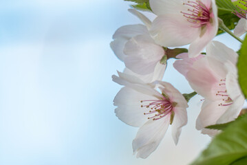 終いの桜　滋賀県大津市茶臼山公園