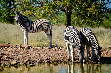 Zebras in the savannah drink at the waterhole