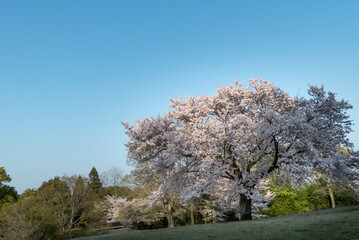 終いの桜　滋賀県大津市茶臼山公園
