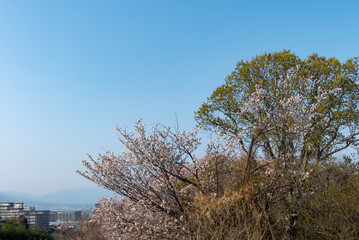終いの桜　滋賀県大津市茶臼山公園