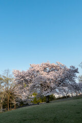 終いの桜　滋賀県大津市茶臼山公園