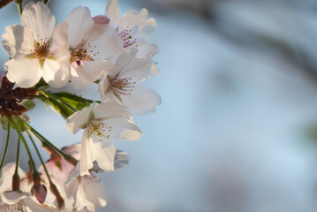 終いの桜　滋賀県大津市茶臼山公園