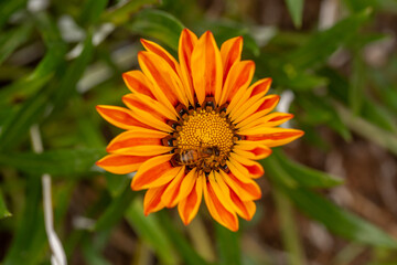 A vibrant orange flower with a bright yellow center is visited by a bee, highlighting the intricate beauty of nature and the vital role of pollinators.
