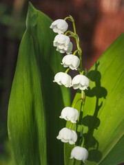 Lily of the valley blossoms, close up. Convallaria woodland flowering plant, sweetly scented pendent bell-shaped white flowers. May bells, Mary's tears, herbaceous perennial plant. Asparagaceae family