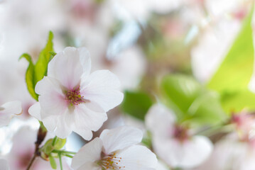終いの桜　滋賀県大津市茶臼山公園