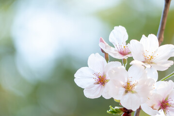 終いの桜　滋賀県大津市茶臼山公園