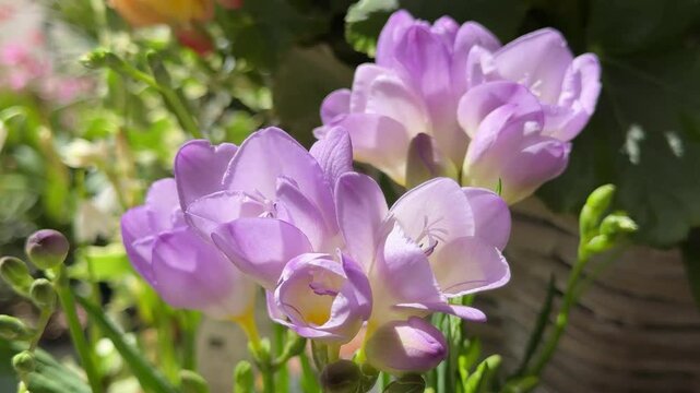 Freesia delicate purple flowers.