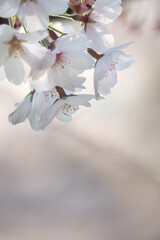 終いの桜　滋賀県大津市茶臼山公園