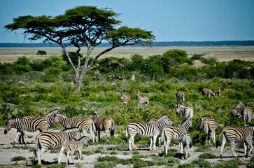 zebras in the savannah