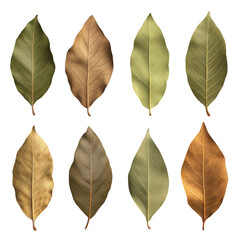 Dried Leaves in Various Shades