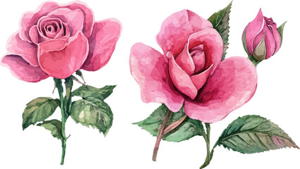 pink rose on white background