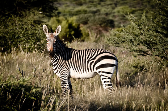 zebra in the wild
