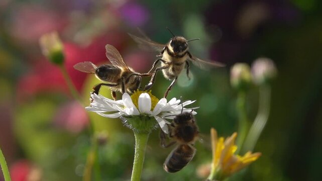 Bee, Flying on Flowers. Many Bees. closeup view. Slow-motion.  daisy flower
