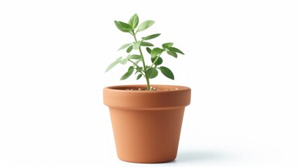Obraz premium Small plant in terracotta pot against white background