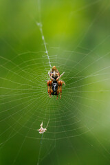 spider on web