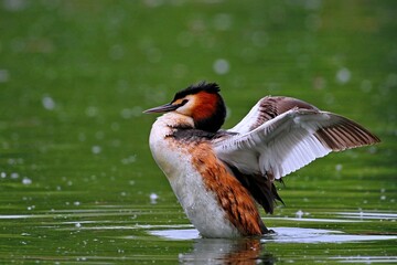 great crested grebe in flight