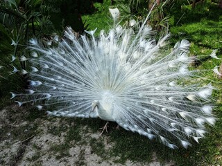 Obraz premium peacock feather on a green background