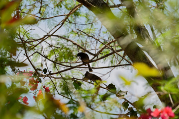 Drongo on the branch