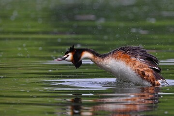 canada goose swimming