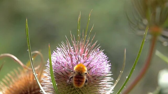 Bumblebee bee on thistle pink flower and flying. Bumblebee
