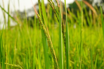 Rice field agriculture grain food yield season