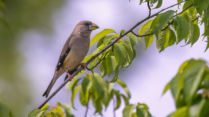 bird on a branch