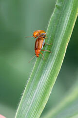 red bug on a leaf