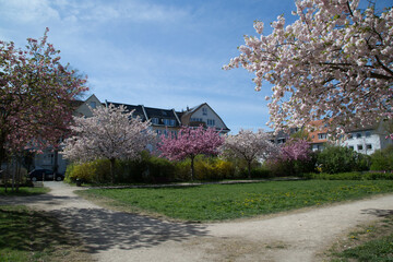 Fr&uuml;hling am Asbergplatz, Gr&uuml;nfl&auml;che, Kirschbl&uuml;ten, 2025