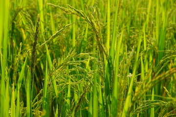 Rice field agriculture grain food yield season