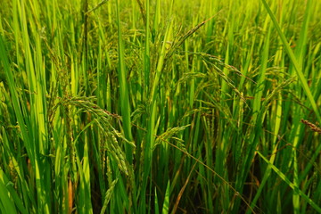 Obraz premium Rice field agriculture grain food yield season