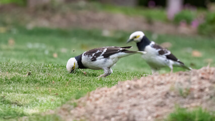 atlantic puffin or common puffin or common puffin