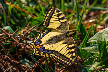 Schwalbenschwanz - Schmetterling - Allgäu - Falter 