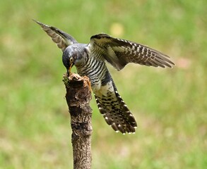 red tailed hawk in flight