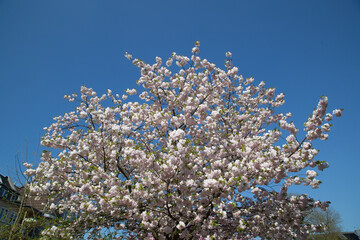 Kirschblüten und blauer Himmel